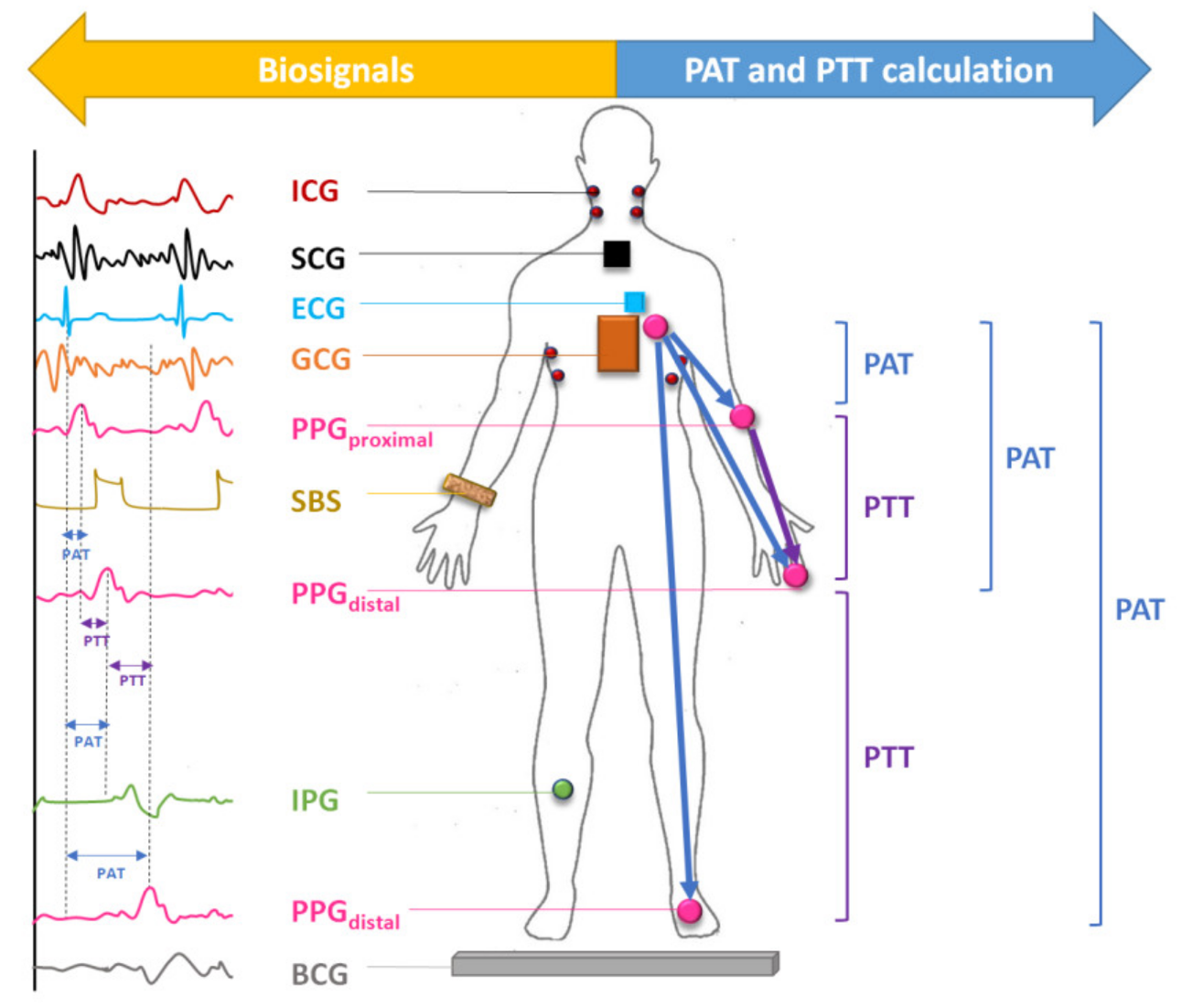 AI in Medical Devices dashboard and biosignal analysis